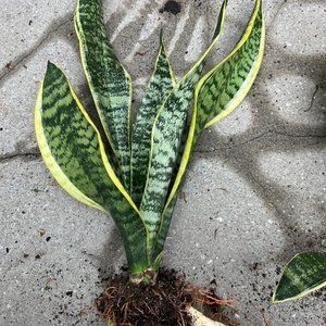 Snake Plant